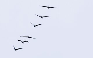 Vögel am Horizont